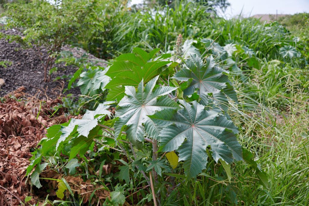 Ricinus communis -Zambie