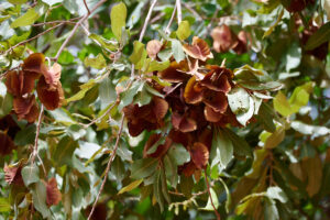 Combretum zeyheri - Zambie