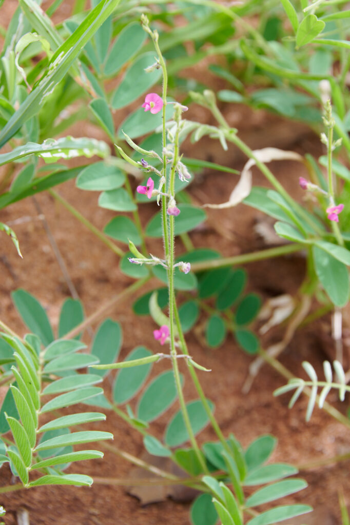 Tephrosia purpurea - Zambie