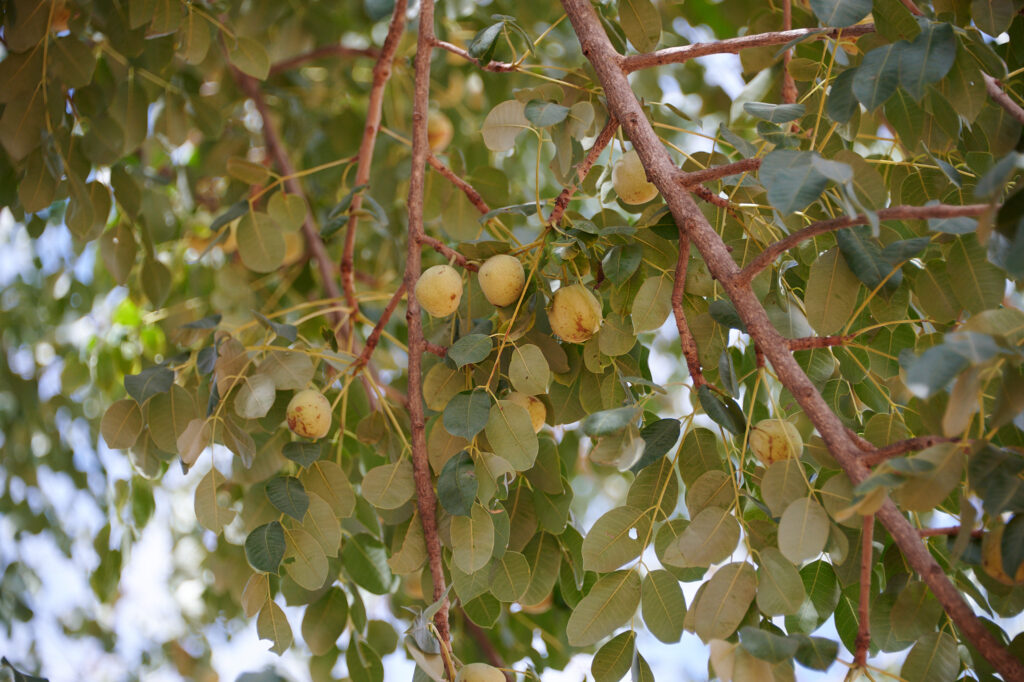 Sclerocarya birrea - Zambie
