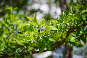 Terminalia brachystemma - Zambie