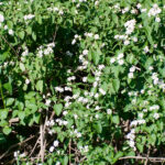 Lantana camara - Zambie