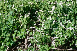Lantana camara - Zambie