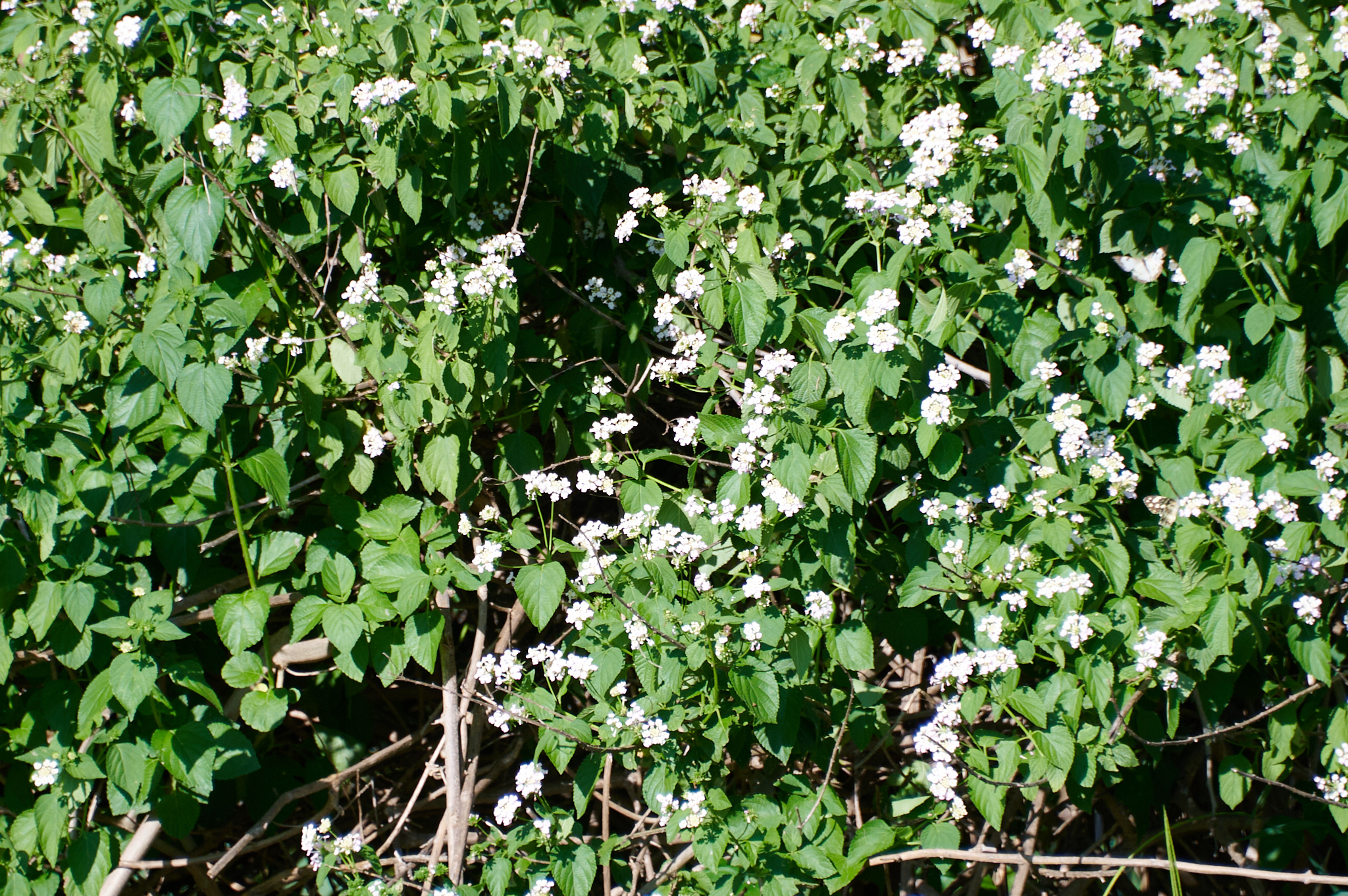 Lantana camara - Zambie