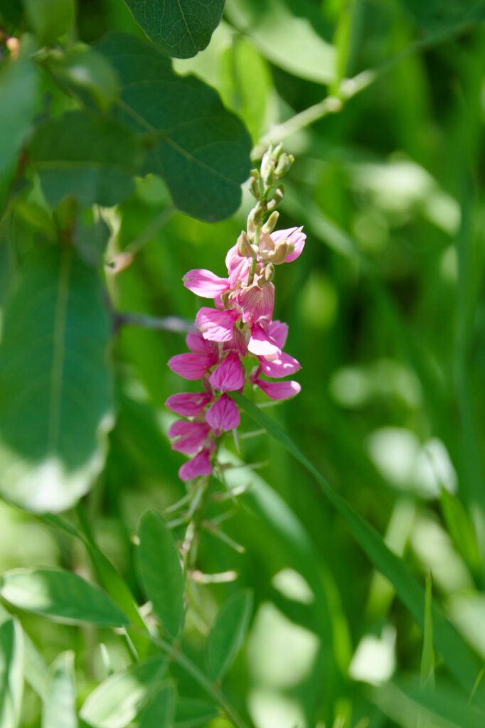 Indigofera schimperi - Zambie
