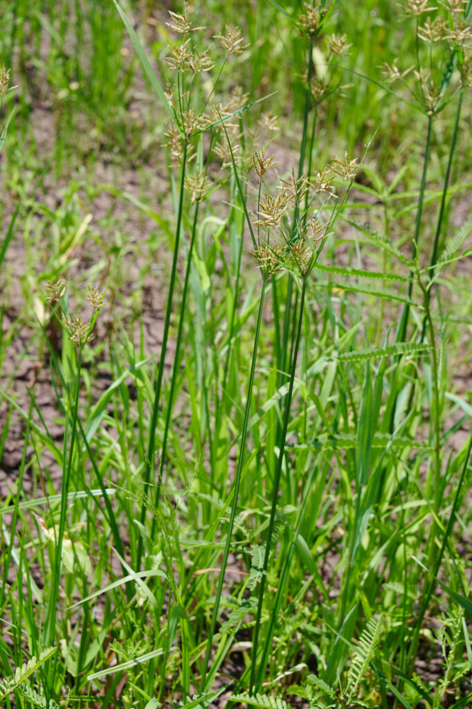 Cyperus rotundus - Zambie