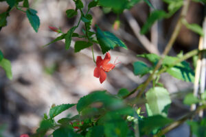 Hibiscus praeteritus - Zambie