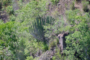 Euphorbia cooperi - Zambie
