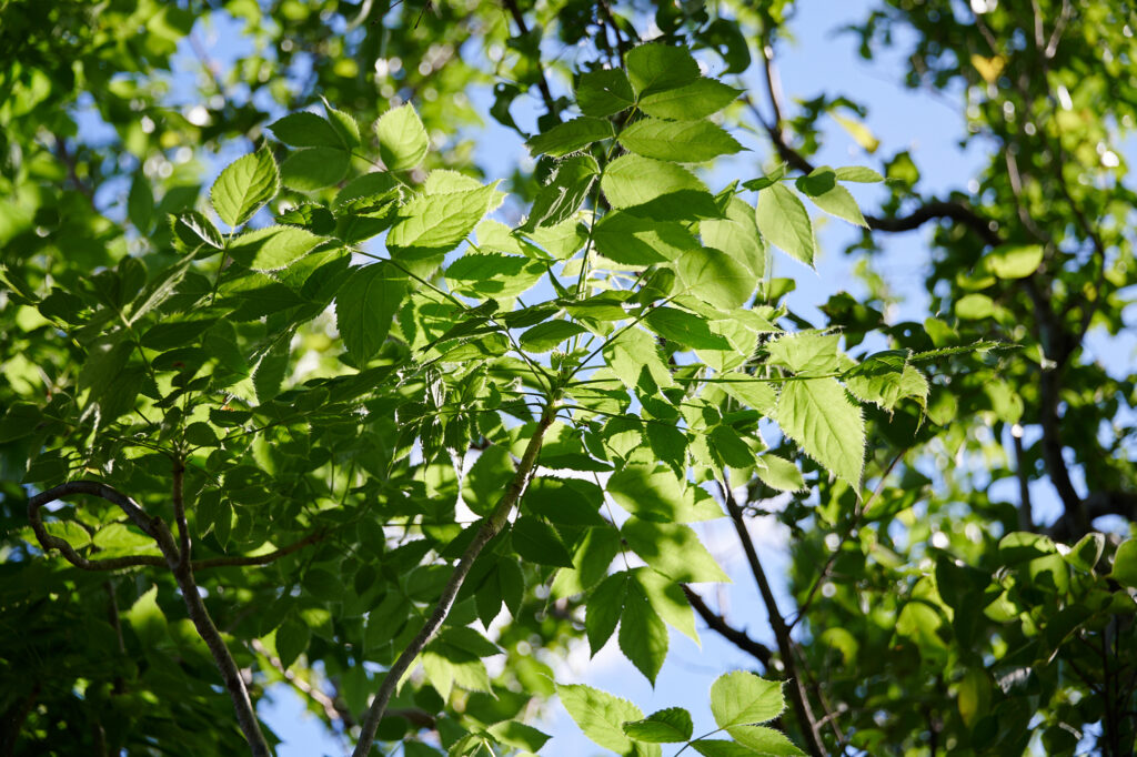 Steganotaenia araliacea - Zambie