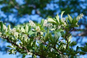 Terminalia stuhlmannii - Zambie