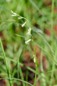 Dipcadi longifolium - Zambie